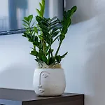 Urban Oasis 巴里